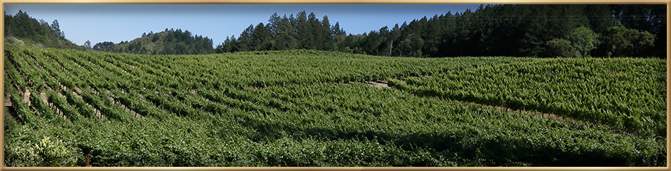 dynamic wine tours contact