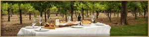 napa valley vineyard lunch